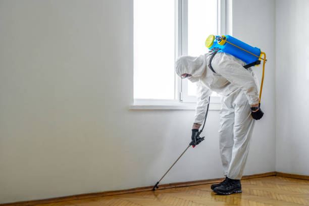 Best Wasp Removal Services  in Brunswick, OH
