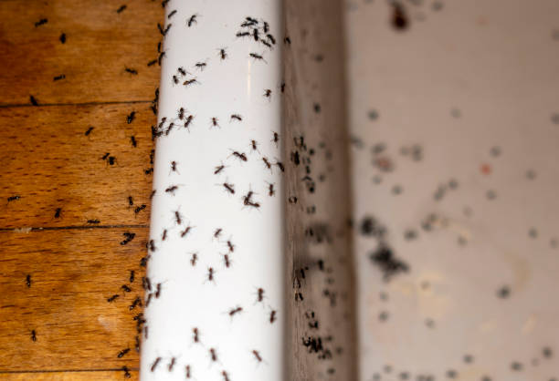 Best Pest Prevention Services  in Brunswick, OH