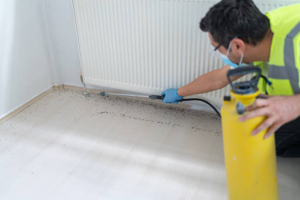 Flea Control Services in Brunswick, OH